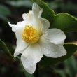 Camellia oleifera